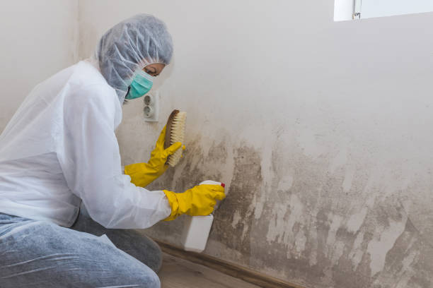 Professional Mold Inspection in Anadarko, OK